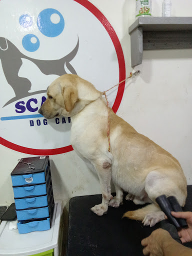 Scarly Dog care