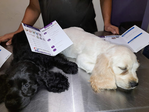 Centro Oftalmológico Veterinario (COVET)