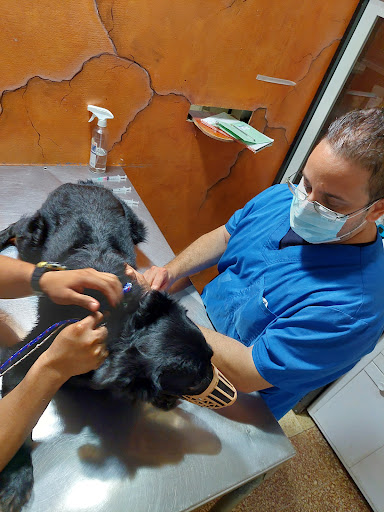 CLINICA VETERINARIA BRASIL II | El Pinate