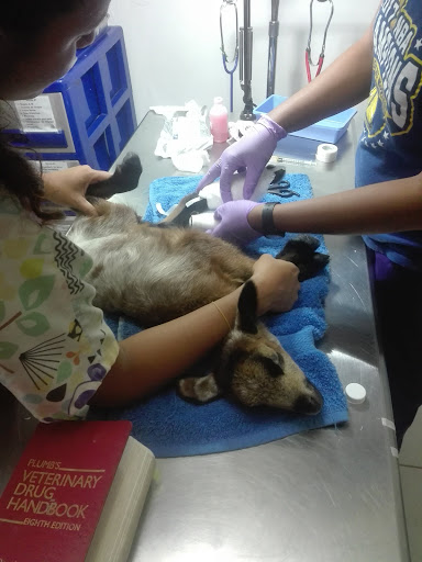 Bocas Vet Clinic