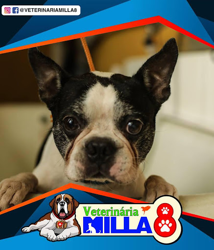 Clínica Veterinaria Milla 8