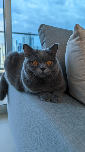 Paws & Claws