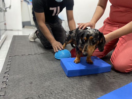 Clínica de Medicina y Rehabilitación Veterinaria Amorfisioandvet