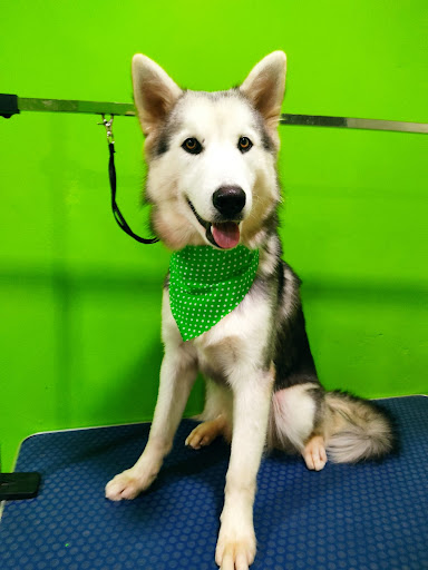 FASHION PET TOCUMEN