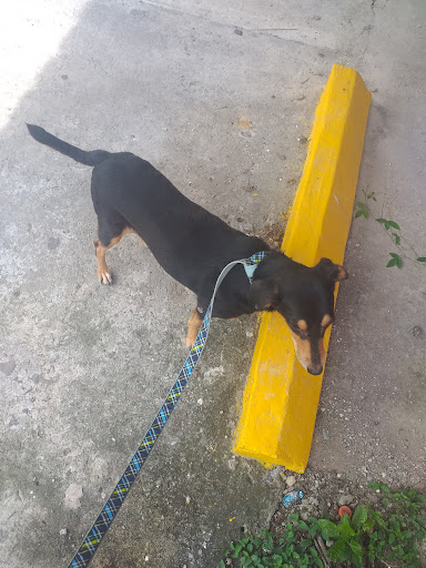 Servicios Veterinarios Especializados Melgar SERVIVET