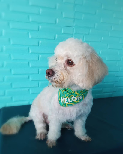 Peluquería canina Burbujitas Chiriquí