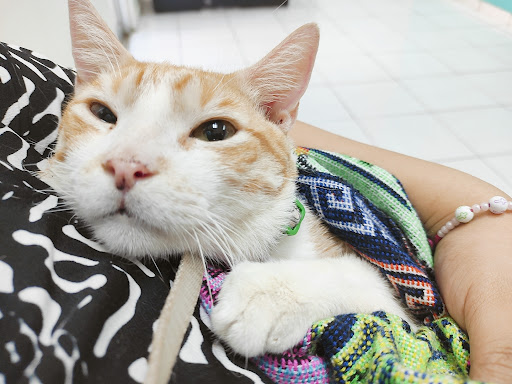 Complejo Hospitalario Veterinario Corozal
