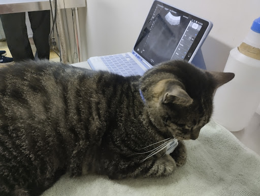 Veterinaria La Fe