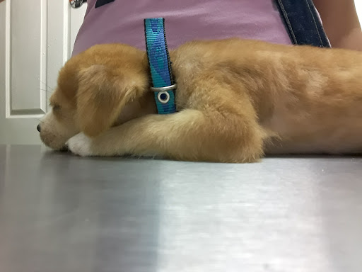 Clínica Veterinaria Vet Medical de Panamá