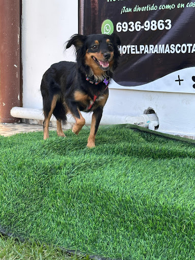 HOTEL PARA MASCOTAS Y MAS