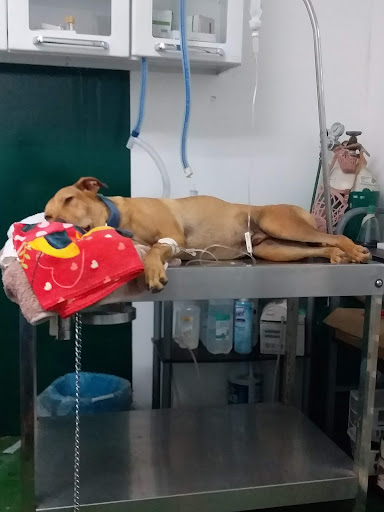 Clínica Veterinaria Dr. Zeus