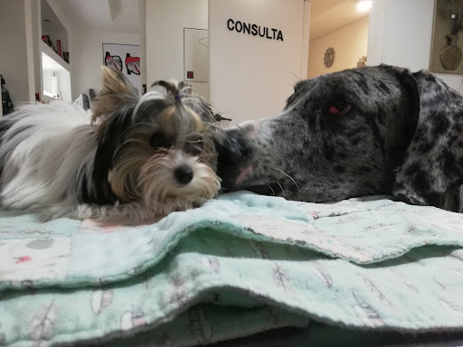 Clinica Veterinaria Dra. Ximena A. Hales V.