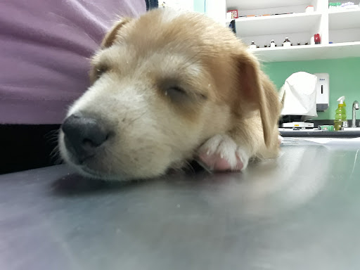 Clínica Veterinaria Vet Medical de Panamá
