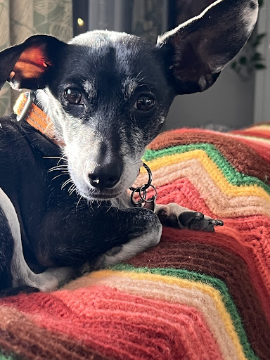 Dra Ariadna Clínica Veterinaria