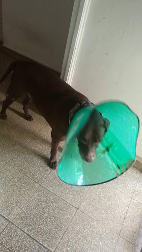 Veterinaria Sao Paulo