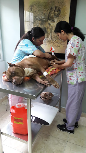 Clínica Hospital Veterinaria Patas Y Huellas
