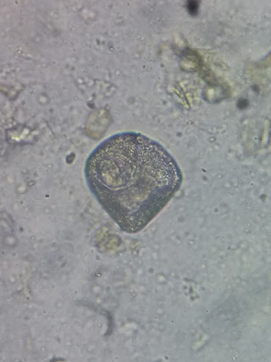 Laboratorio Veterinario Dixon