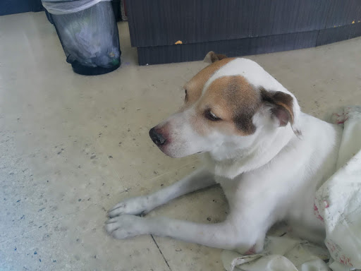 Veterinaria y Peluquería Asís