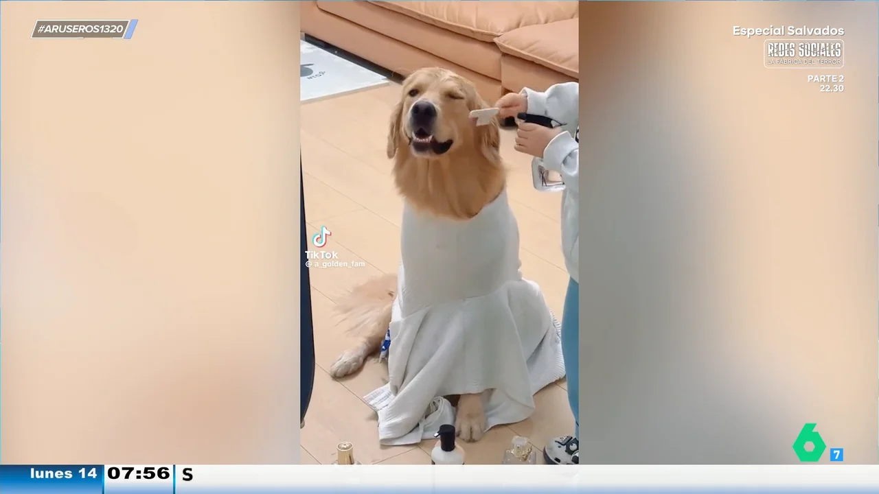 Opinión de Viral Pets Chorrera / Peluquería Canina 1 Opinión de Peluquería Canina Viral Pets Chorrera Panamá