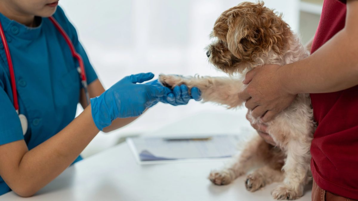 Opinión de Clinica Veterinaria Pets kris 1 Opinión sobre Clínica Veterinaria Pets Kris: Experiencia y Servicios