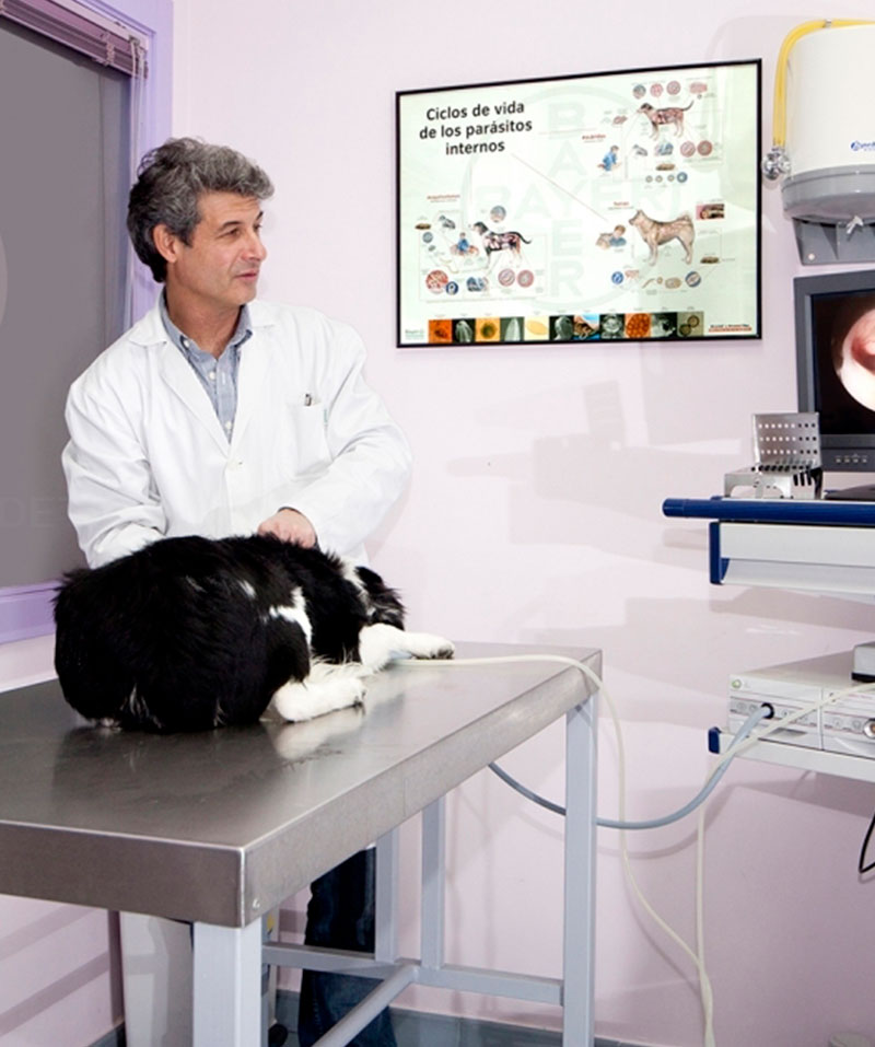 Opinión de Clínica Veterinaria San Martin – Experiencias y Valoraciones