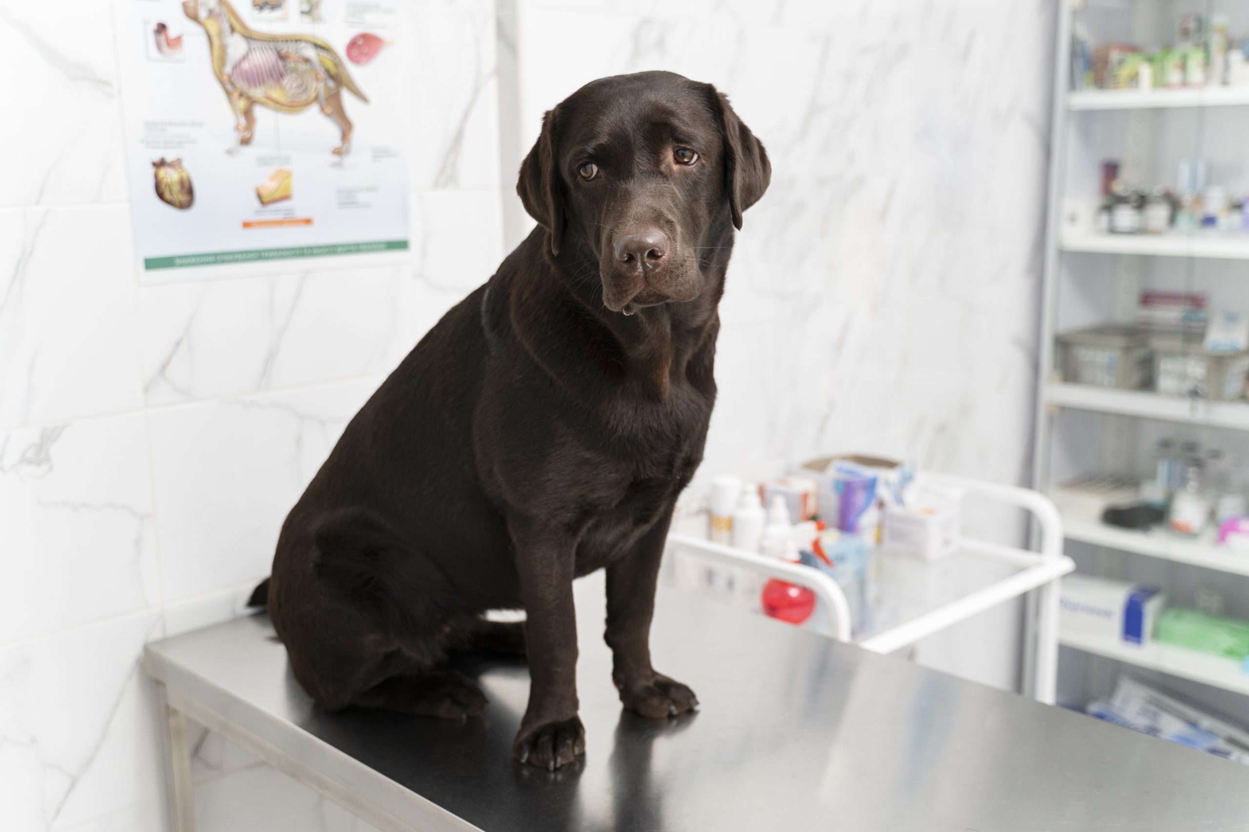 Las mejores Veterinarias en Almirante: Cuidado profesional para tu mascota en Panamá 1 Las mejores Veterinarias en Almirante Panamá: Cuidado experto para tu mascota