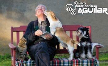 Opinión de Clínica Veterinaria Aguilar 1 Opinión de Clínica Veterinaria Aguilar – Valoraciones Reales de Clientes