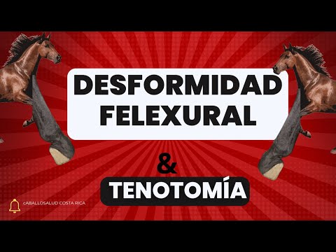 Opinión de Caballosalud Panamá 1 Opinión Expertos Caballosalud Panamá: Resultados Reales y Opiniones