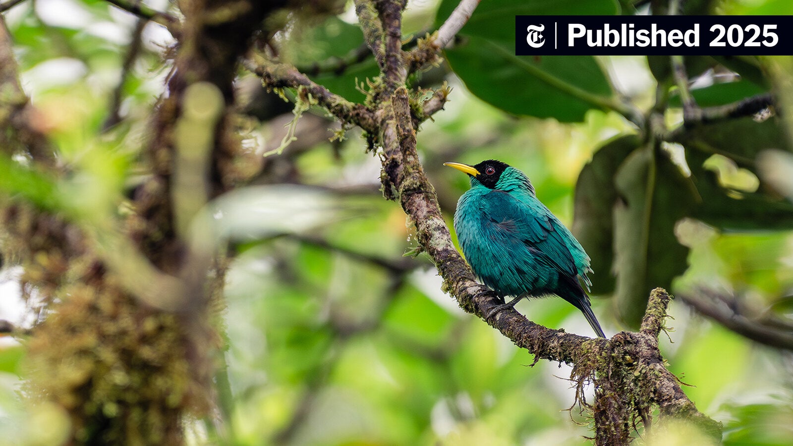 Opinión de Fauna Panama 1 Opinión Fauna Panamá: Fotos y Testimonios de Experiencias con la Naturaleza