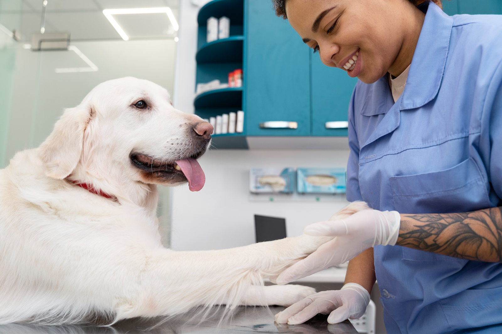 Las mejores Veterinarias en Cerro Punta: Atención experta para tus mascotas en Panamá 1 Las Mejores Veterinarias en Cerro Punta: Atención Experta para Tus Mascotas en Panamá