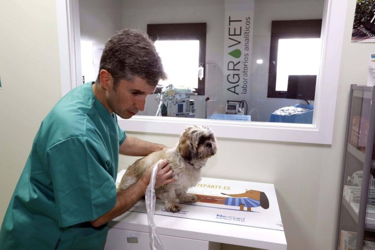 Opinión Experta: Consejos de la Veterinaria Agrovet para el Cuidado de Mascotas