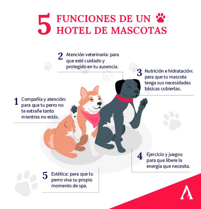 Opinión de HOTEL PARA MASCOTAS Y MAS 1 Opinión Experto: Hotel para Mascotas y Más – Experiencias Reales