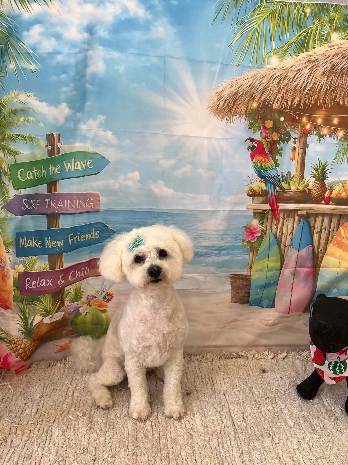 Opinión Beauty Dog: Análisis y reseña del producto para perros