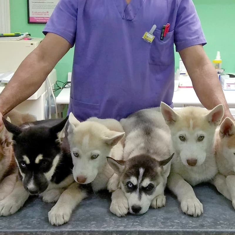 Veterinarias en Pesé: Encuentra las Mejores Clínicas