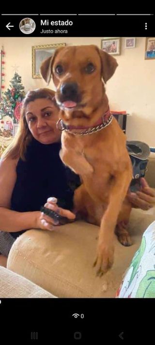 Las mejores Veterinarias en La Chorrera para el cuidado de tu mascota 1 Veterinarias en La Chorrera: Mejores Clínicas para tu Mascota