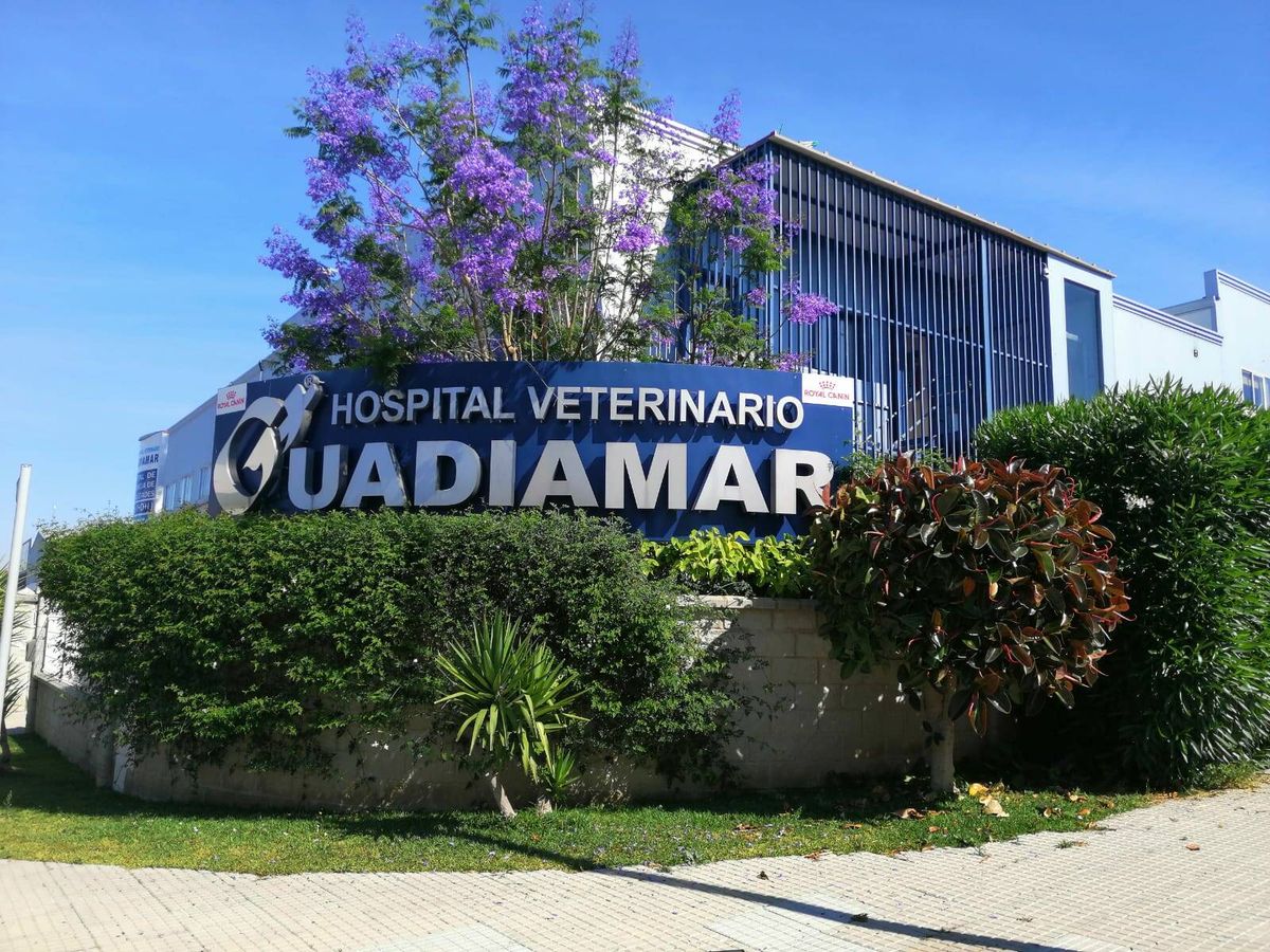 Las mejores veterinarias en Las Minas: Guía actualizada 2024