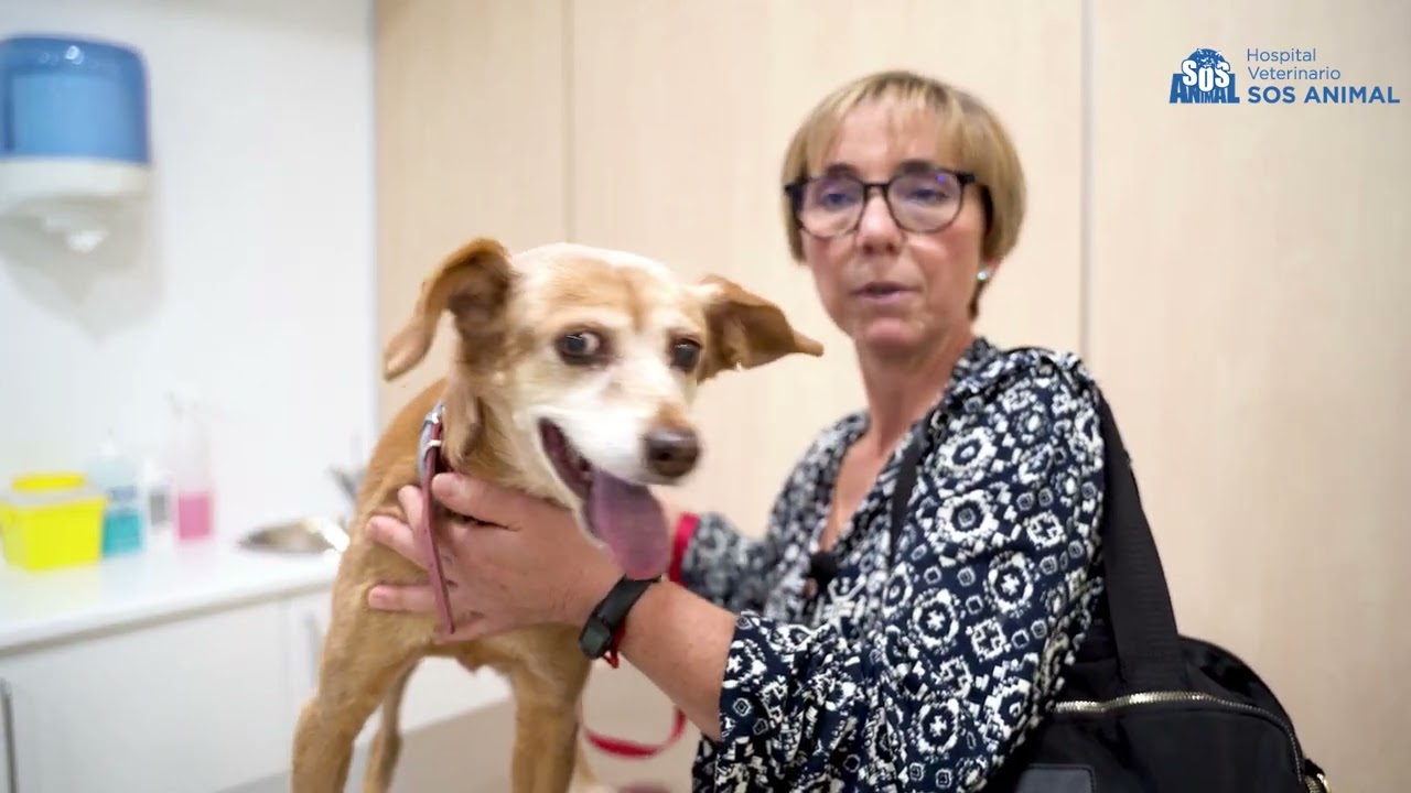 Opinión de Pet Clinic Hospital Veterinario 1 Opinión Experiencia en Pet Clinic Hospital Veterinario