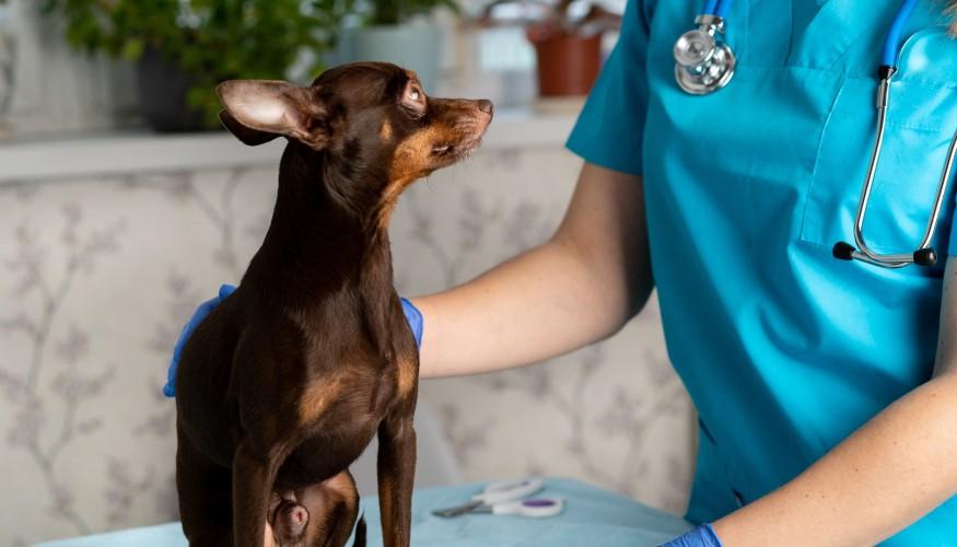 Opinión Experta: Dra Rivas Veterinaria a Domicilio