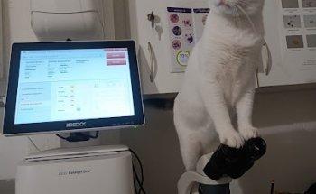 Opinión de Vets Family S.A.: Experiencia y Servicios Veterinarios