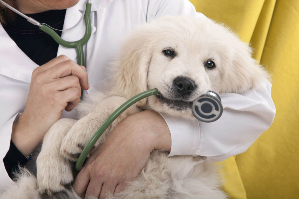 Opinión de Vet PET 1 Opinión Vet PET: Análisis de Expertos sobre Salud Animal