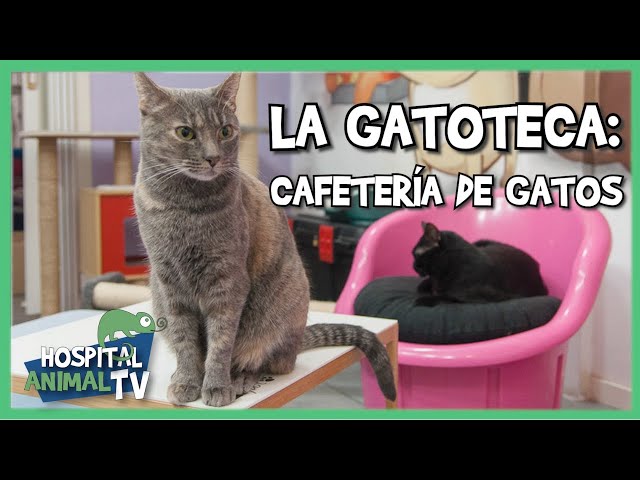 Opinión de La Gatoteca 1 Opinión La Gatoteca: Review de Cat Café Madrid