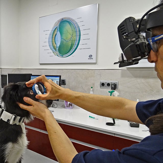 Opinión de Centro Oftalmológico Veterinario (COVET) 1 Opinión COVET: Centro Oftalmológico Veterinario para tu mascota