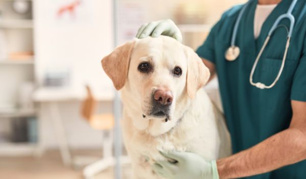 Las mejores Veterinarias en Curundú 1 Las mejores Veterinarias en Curundú – Guía 2025