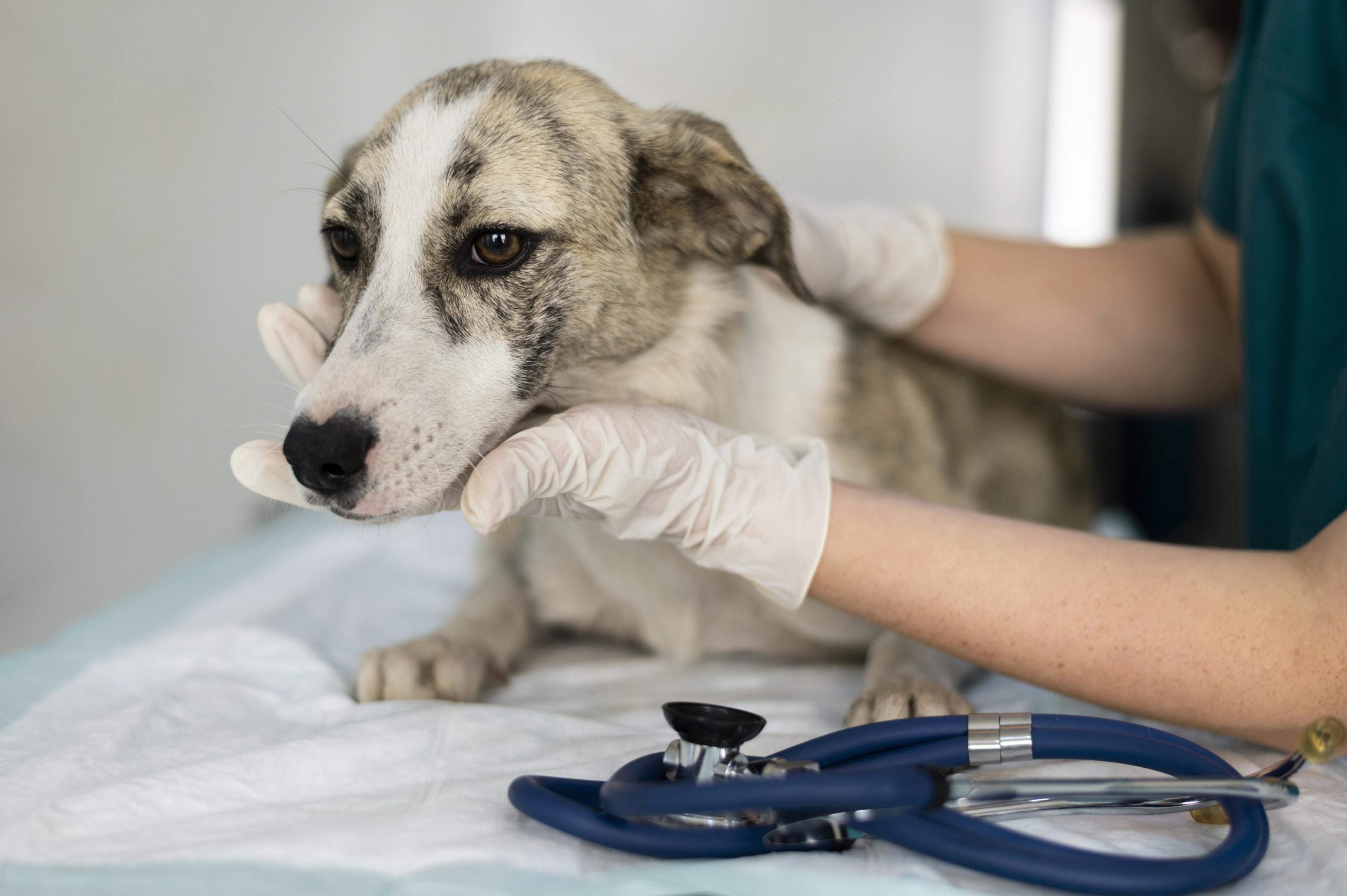 Opinión de SERVICIO VETERINARIO JONAAR 1 Opinión Experto: Servicio Veterinario Jonaar para tu Mascota