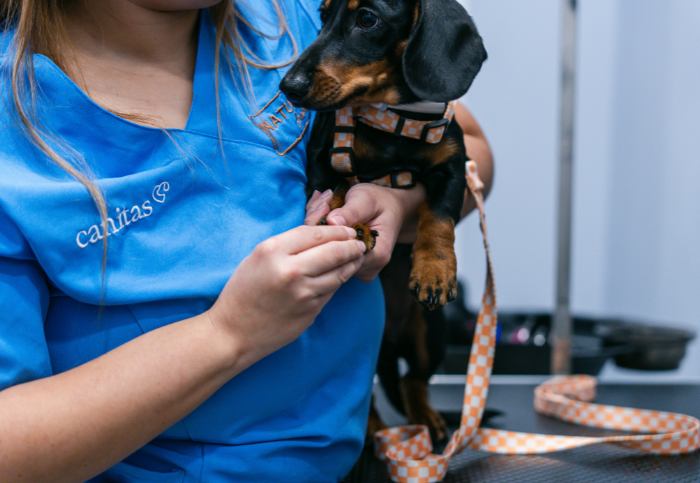 Las mejores Veterinarias en Cañita: Atención experta para tu mascota en Panamá 1 Veterinarias en Cañita Panamá: Atención experta para tu mascota
