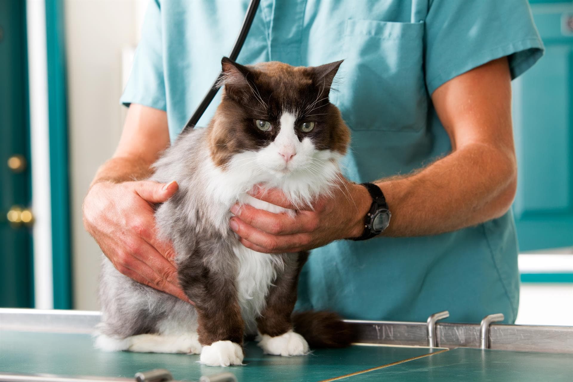 Las mejores Veterinarias en Calobre 1 Las Mejores Veterinarias en Calobre: Guía Actualizada
