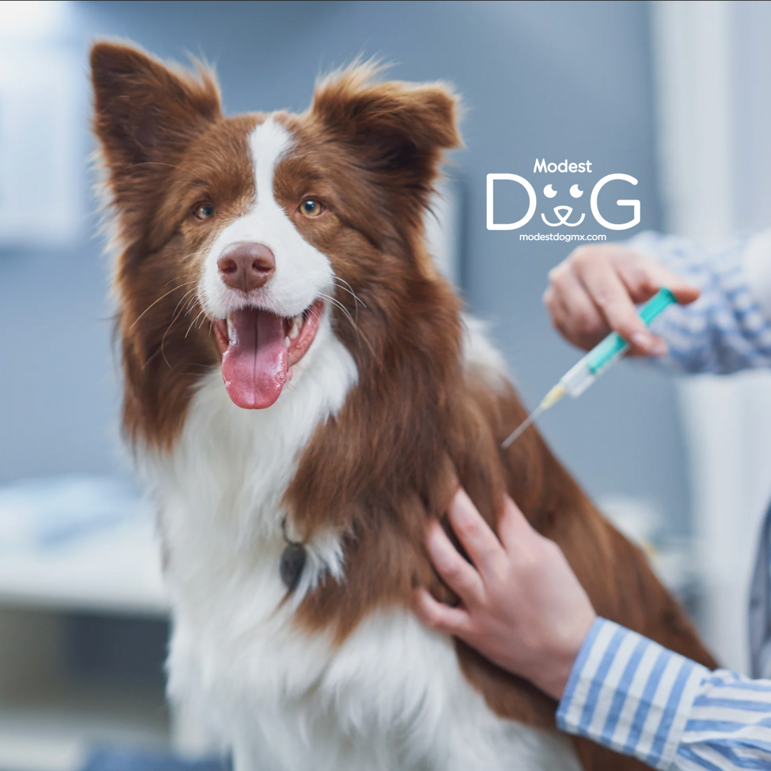 Mejores Veterinarias en Santa Fé Panamá: Cuidado Experto para tu Mascota
