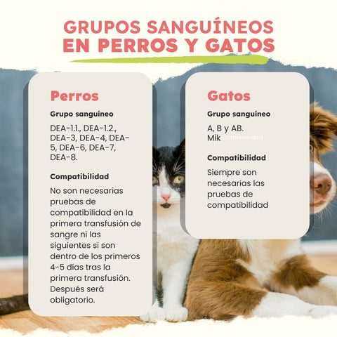 Opinión de (Grupo Felino Canino) 1 Opinión de Grupo Felino Canino: Análisis y Experiencia Real