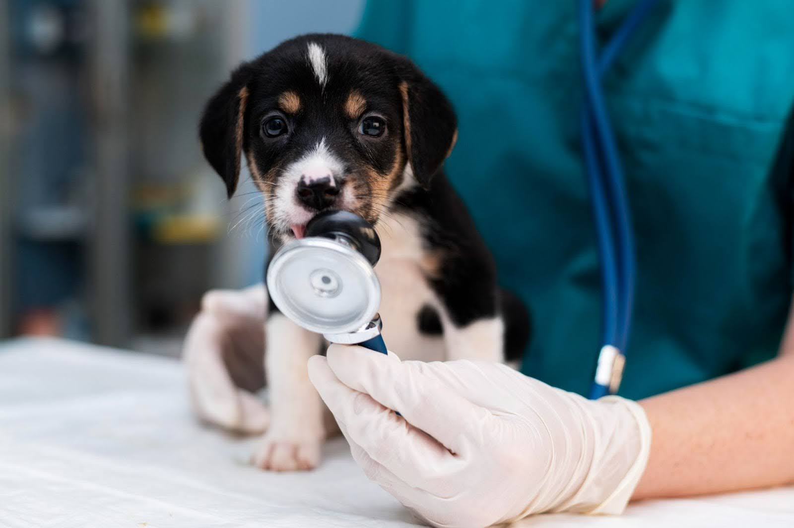 Opinión Centro Veterinario Panamá: Experiencia y Servicios